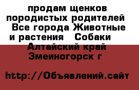 продам щенков породистых родителей - Все города Животные и растения » Собаки   . Алтайский край,Змеиногорск г.